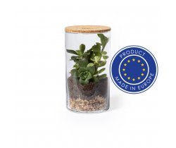 Szklane terrarium, nasiona kaktusa V0917